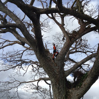 Wakeley Tree Surgeons
