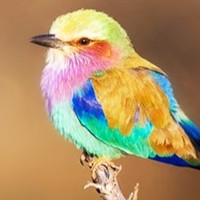 Rio Birb