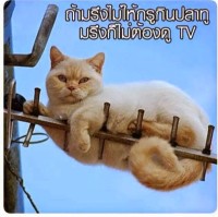 Tarika Trakullkaewmoon