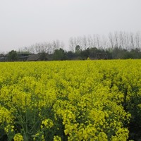 王慧芬
