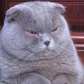 Banker Cat