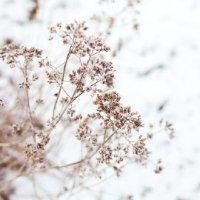 林光来