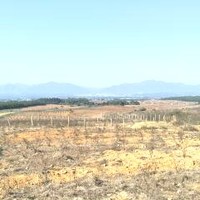 王武湘