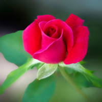 Pranitha C J