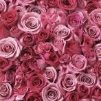 Rose Afonso Barbosa