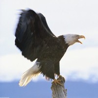 郭家林