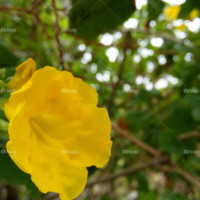 Shreyal Acharya