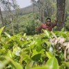 Praveen Kumar