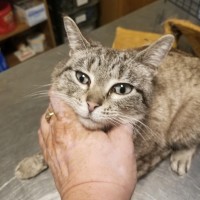 Stray Animals Matter (S.A.M.) Cindy Miller