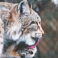 Ian Lynx