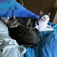 Marianna Alimberti Pellegrini