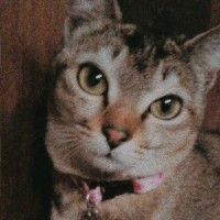 Kelzang Deki
