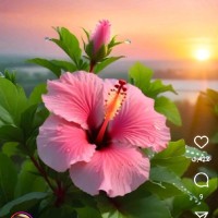 Deepa A