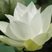 Bhavya R