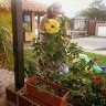 Karol Paredes