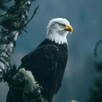 Toluwanimi Adejumobi