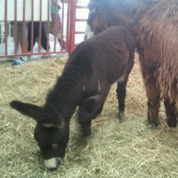 Carla Isabel da Silva Gomes