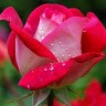 Sams Uddin
