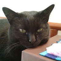 Luiza Bolzan Lourenço Dias