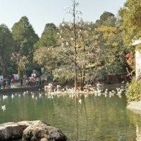 孙翠平