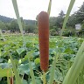 임펄스