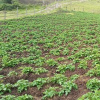 Luis Daniel Duque Puentes