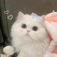 Fancy L