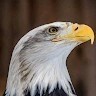 Aigle Man