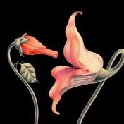 alejandra carrillo muñoz