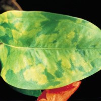 Loewe Biochemica