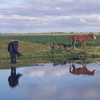 Lelieblom Farm