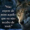 Rui Abelha