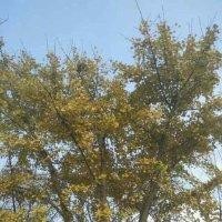 朱向爽