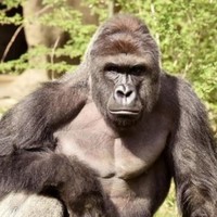 Harambe G
