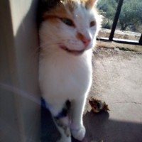 Timoleon Lolis