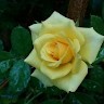 poorvitha s