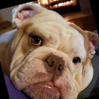 Bulldog Cristy