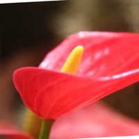 Bindhu Jojy