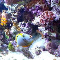 ThreeSeasExotic MarineLife