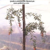 Tekin Sahin