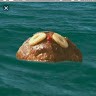 Rum Ham