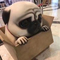 任家强