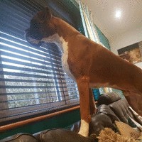 Harlequin Ltd - Neil Cheeseman