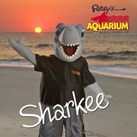 Sharkee Shark