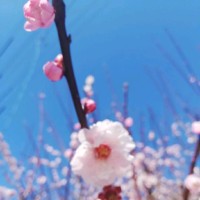 Lichun Yang