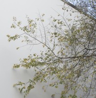 王泽森