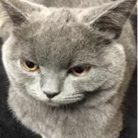 村上佳苗