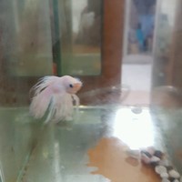 李法政