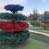 Esraa Shaar