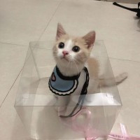 谢敏锋